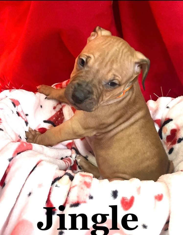 Jingle, Adoptable, Puppy Male Mixed Breed.