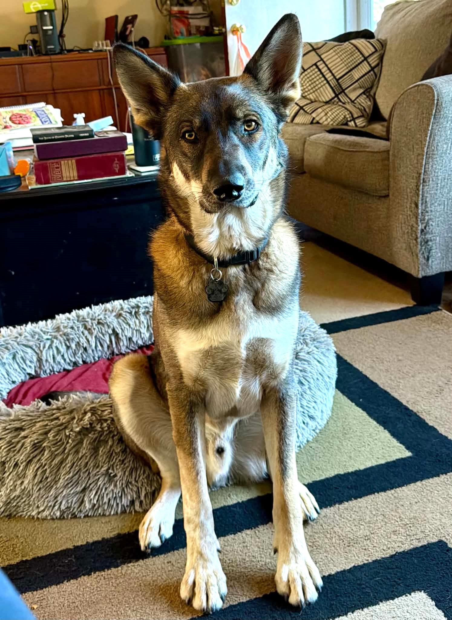 Enlarge Axel, a Adoptable mixed breed in Lewiston, ID image 2/2