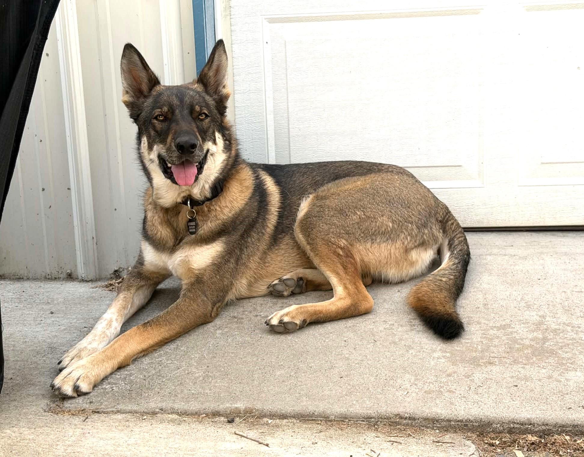 Axel, Adoptable, Adult Male German Shepherd Dog & Husky.
