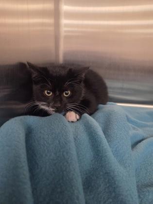 Stargazer, Adoptable, Kitten Male Domestic Short Hair & Domestic Short Hair.