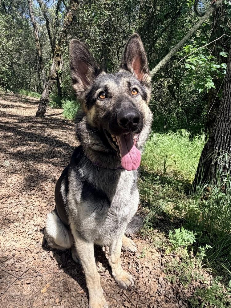 Thorin, Adoptable, Young Male German Shepherd Dog.