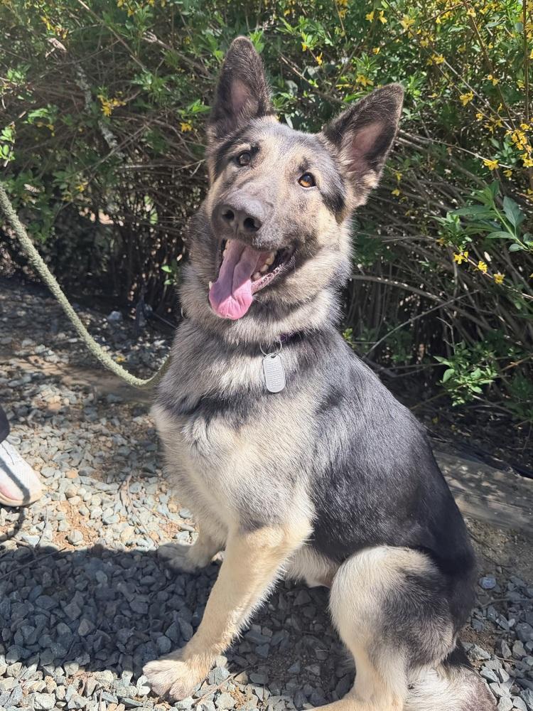 Thorin, Adoptable, Young Male German Shepherd Dog.