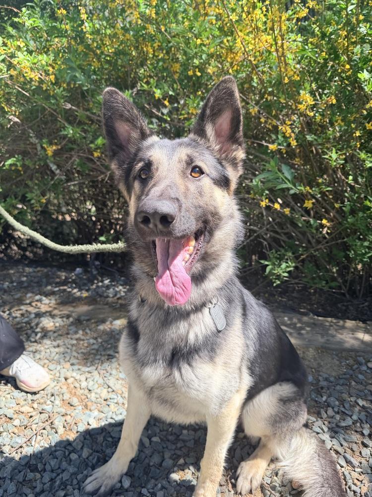 Thorin, a Adoptable German Shepherd Dog in Shingle Springs, CA image 2/4