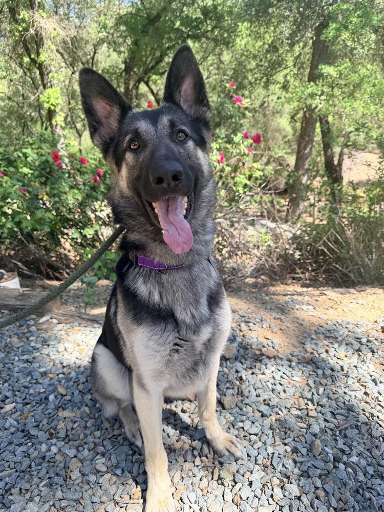 Thorin, a Adoptable German Shepherd Dog in Shingle Springs, CA image 3/4