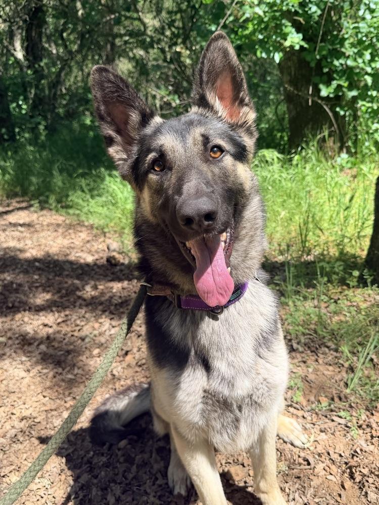 Thorin, a Adoptable German Shepherd Dog in Shingle Springs, CA image 4/4