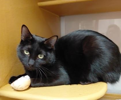 Dana, Adoptable, Young Male Domestic Short Hair & Domestic Short Hair.