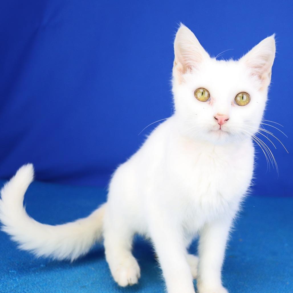 Mr. Fancy Pants, a Adoptable Domestic Short Hair in West Point, MS image 1/2