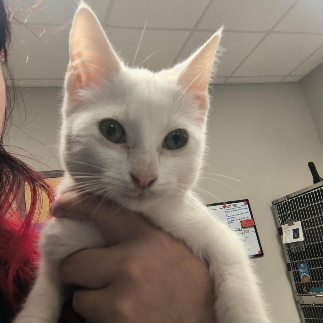 Mr. Fancy Pants, a Adoptable Domestic Short Hair in West Point, MS image 2/2