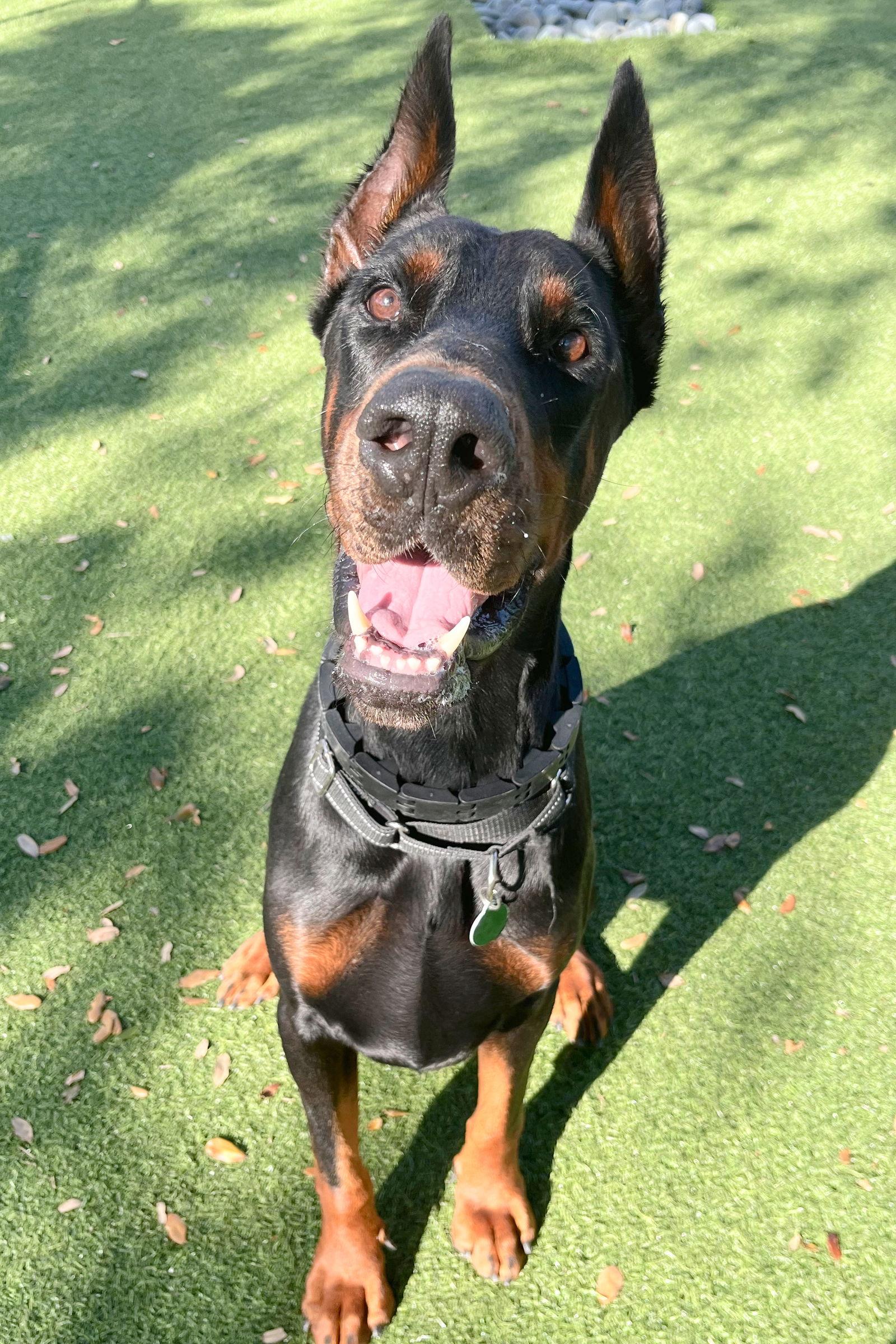Pharoah 3477, Adoptable, Young Male Doberman Pinscher.