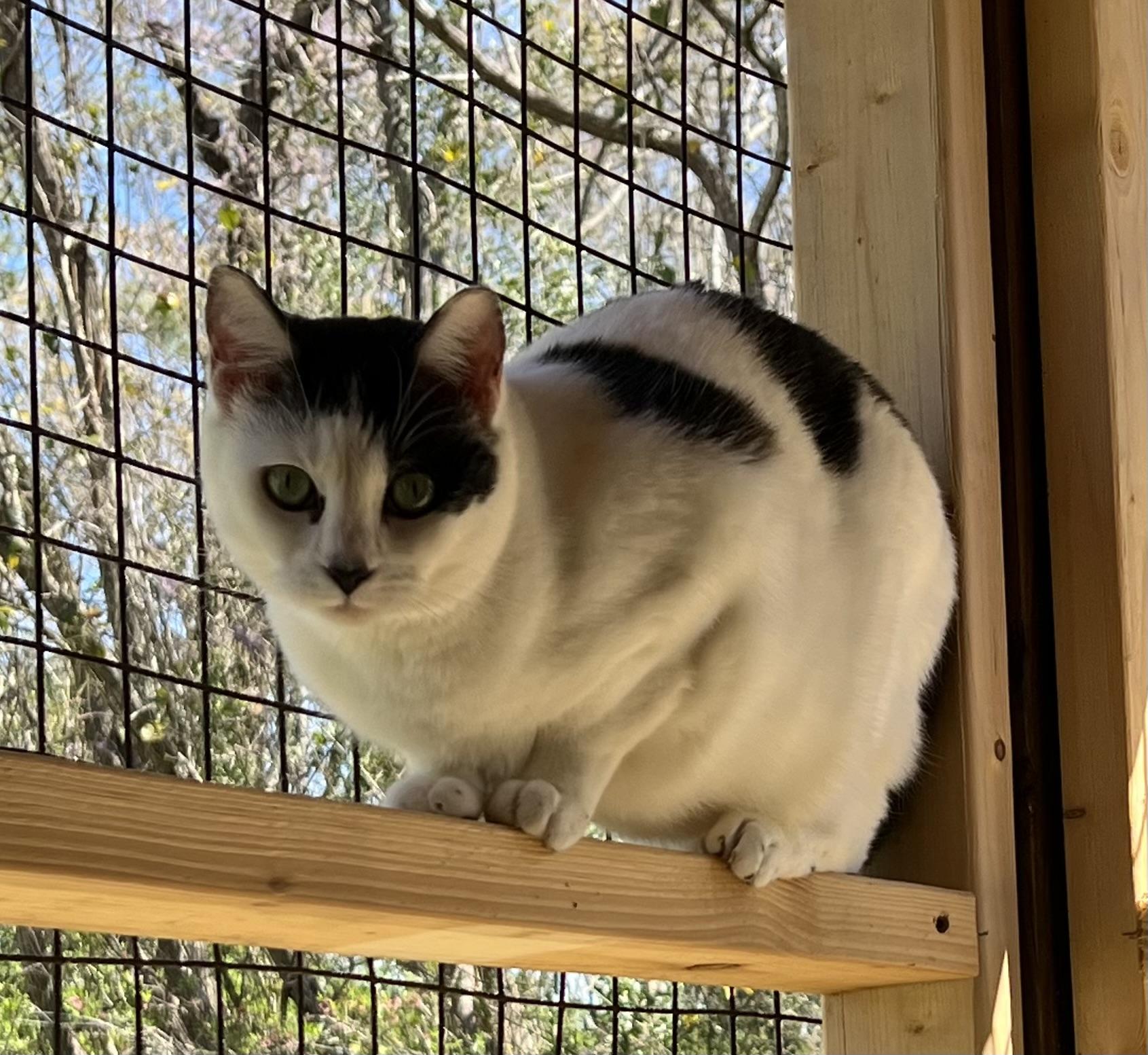 Delilah, a Adoptable Domestic Short Hair in Knoxville, GA image 1/3