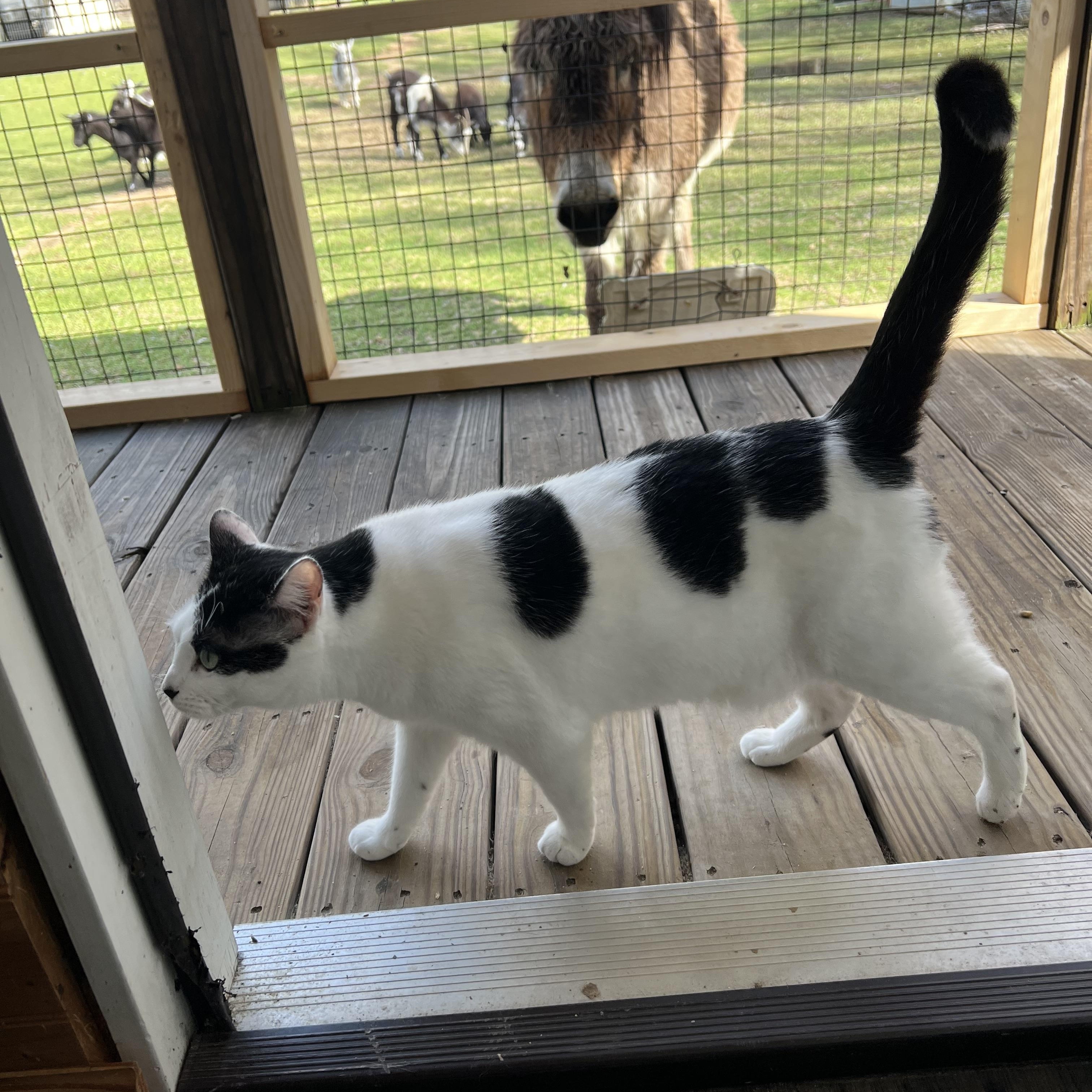 Delilah, a Adoptable Domestic Short Hair in Knoxville, GA image 2/3