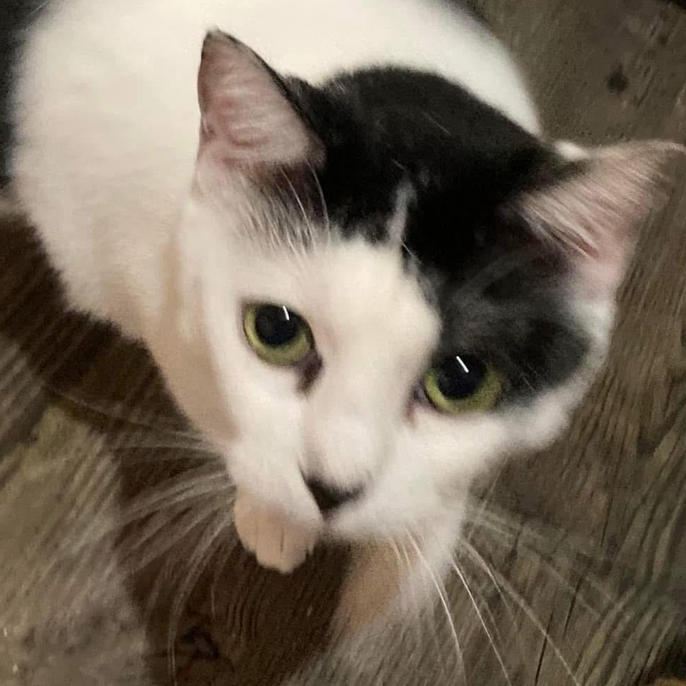 Enlarge Delilah, a Adoptable Domestic Short Hair in Knoxville, GA image 1/4