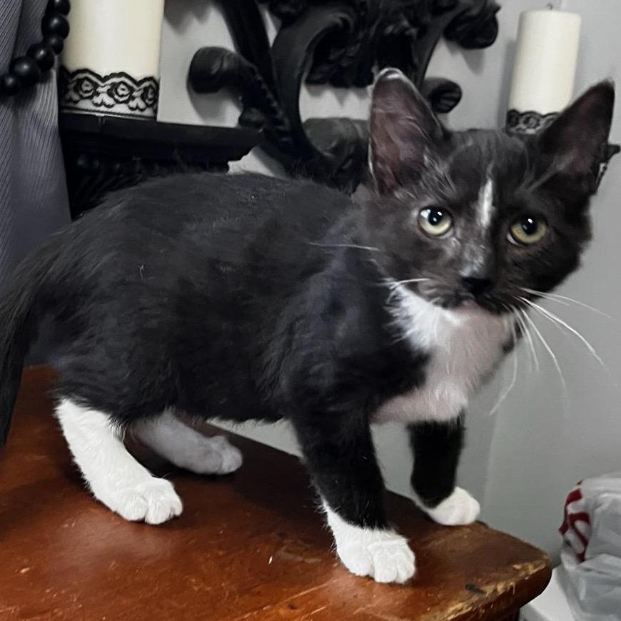 Clockwerks, a Adoptable Domestic Short Hair in Fredericksburg, VA image 1/3