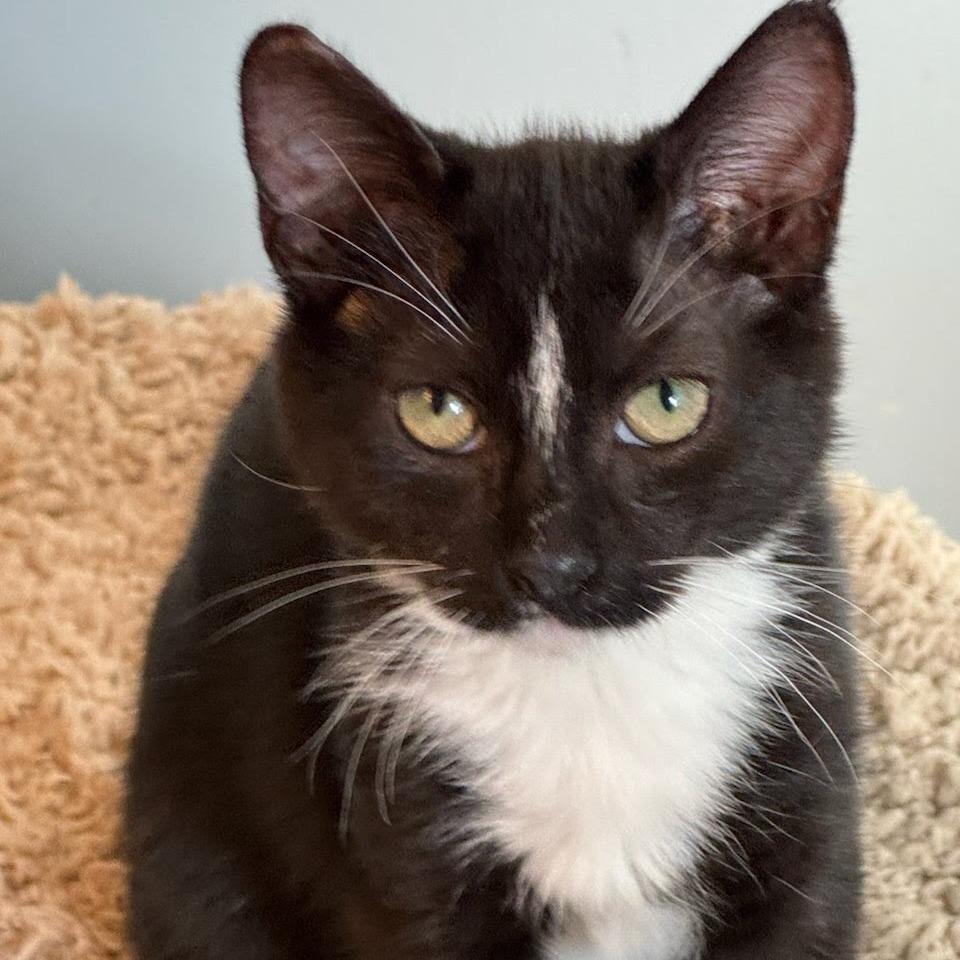 Clockwerks, a Adoptable Domestic Short Hair in Fredericksburg, VA image 2/3