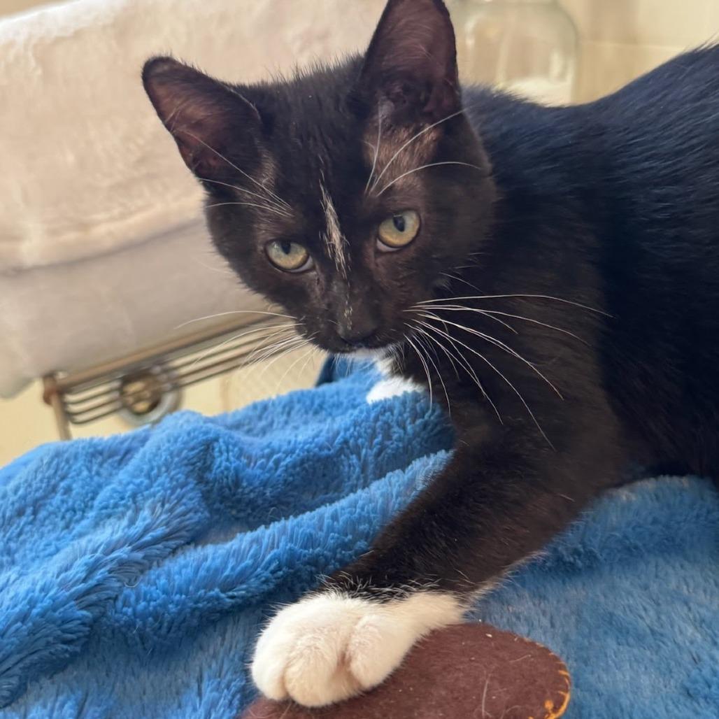 Clockwerks, a Adoptable Domestic Short Hair in Fredericksburg, VA image 3/3