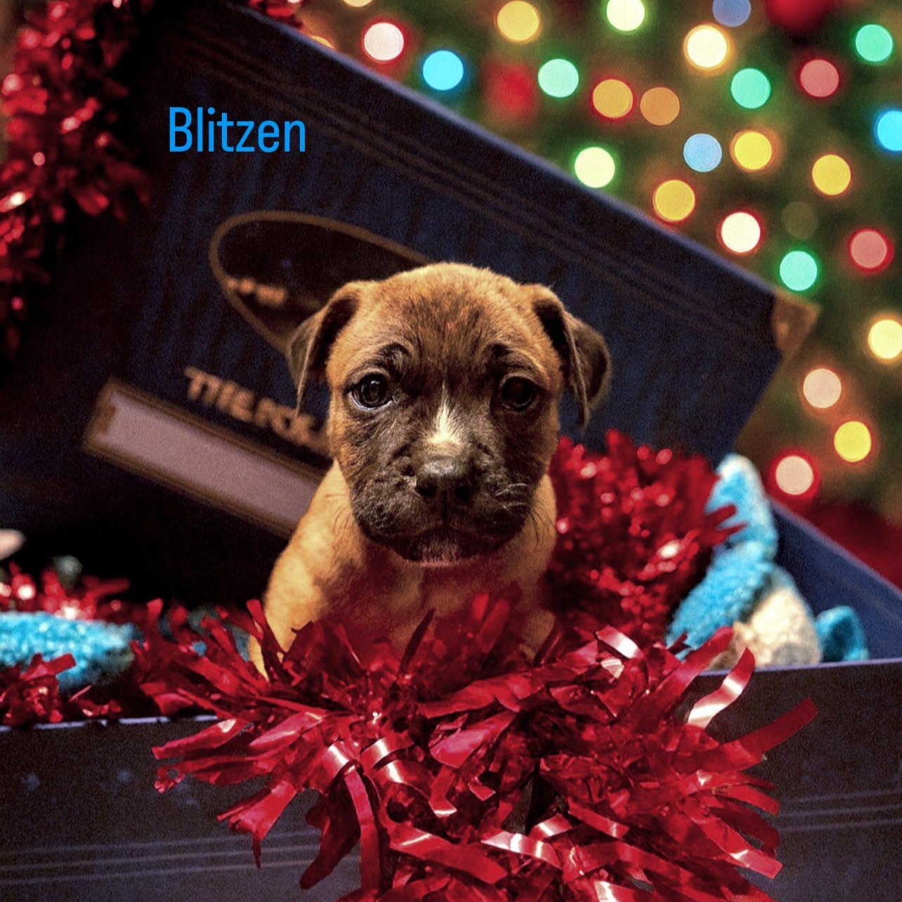 Enlarge Blitzen, a Adoptable mixed breed in Shinnston, WV image 2/3