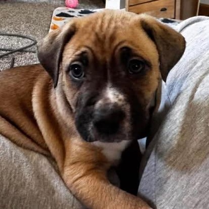 Enlarge Blitzen, a Adoptable mixed breed in Shinnston, WV image 1/3