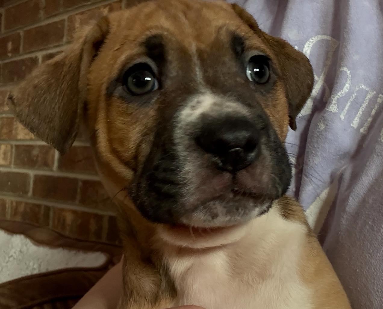 Enlarge Blitzen, a Adoptable mixed breed in Shinnston, WV image 3/3