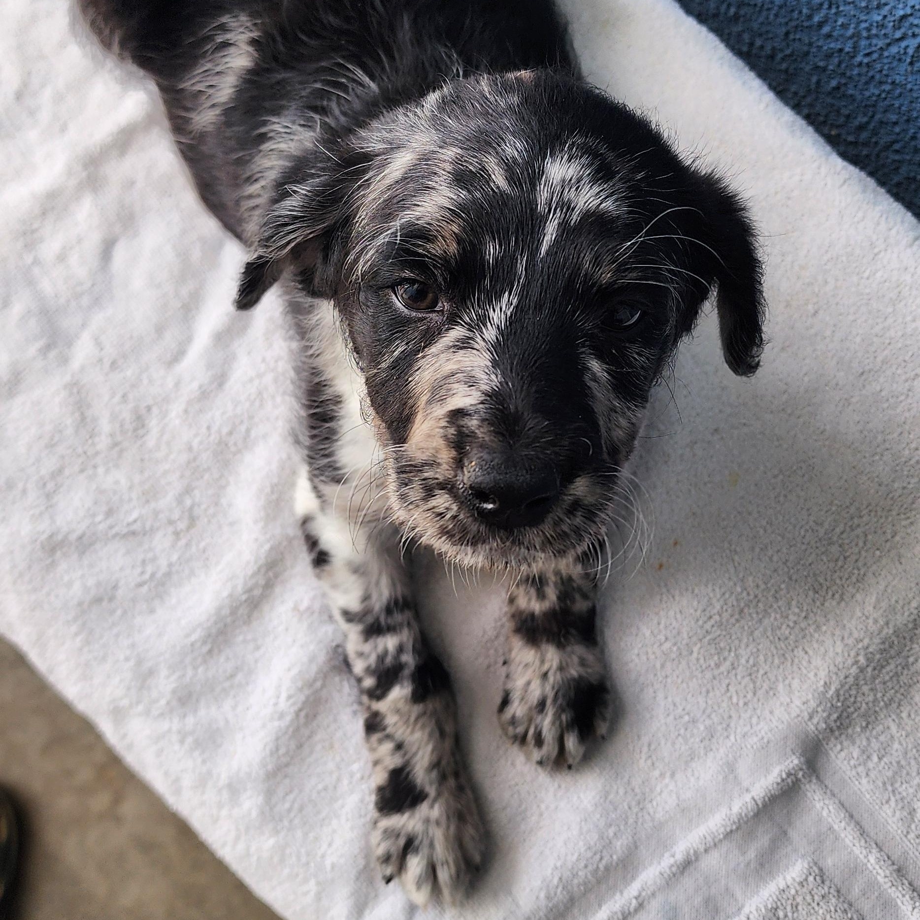 Trixie , a Adoptable mixed breed in Victorville, CA image 2/2