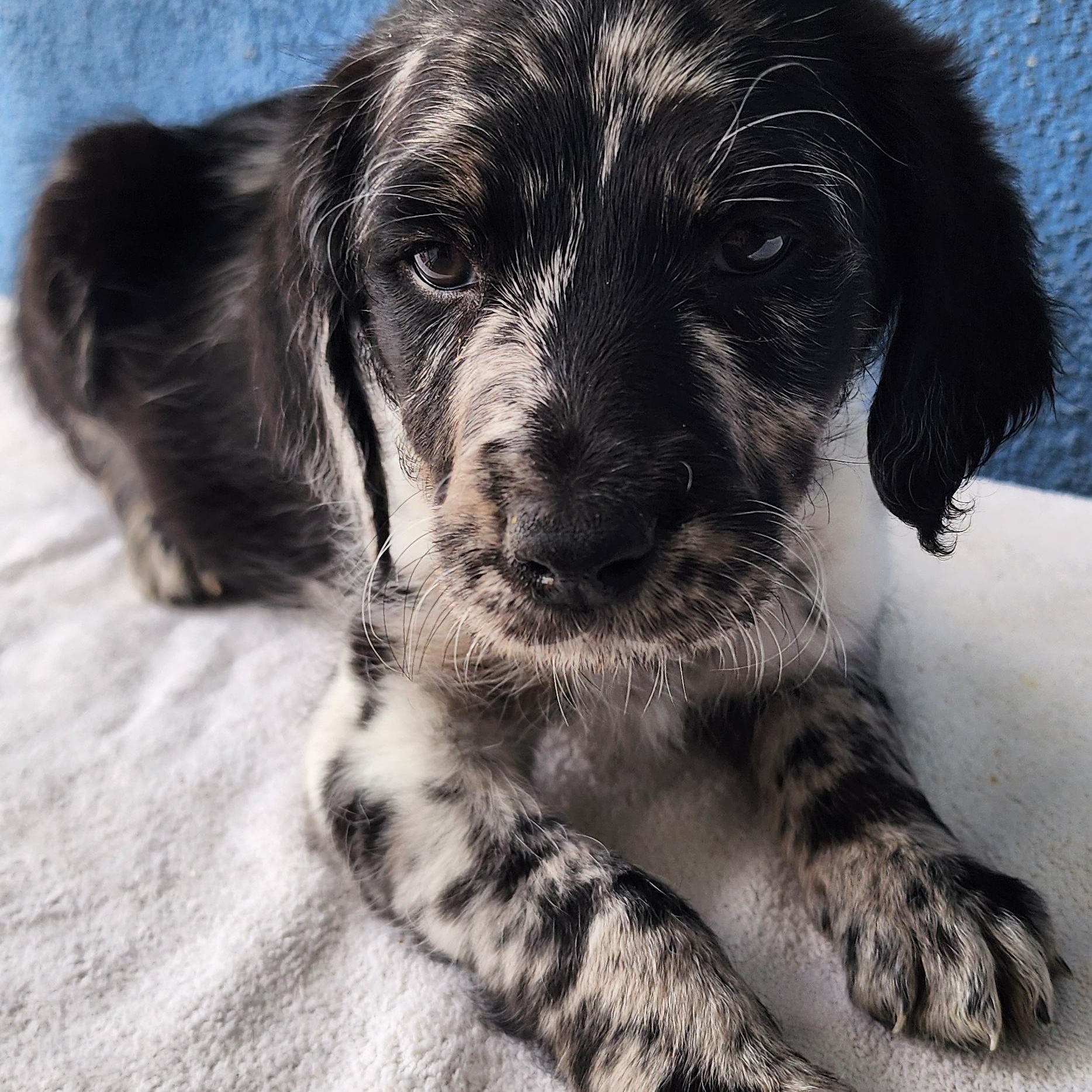 Trixie , Adoptable, Puppy Female Goldendoodle & Xoloitzcuintli / Mexican Hairless.