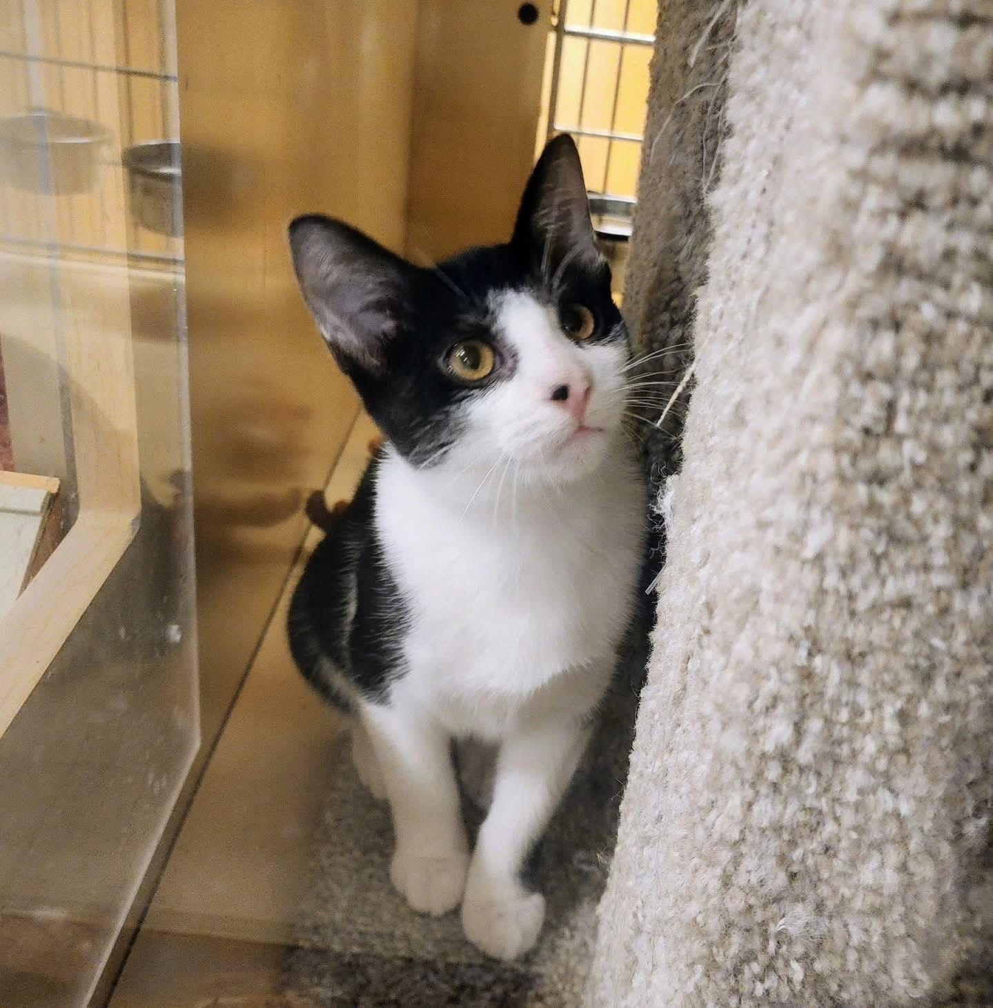 Max, Adoptable, Young Male Domestic Short Hair & Tuxedo.