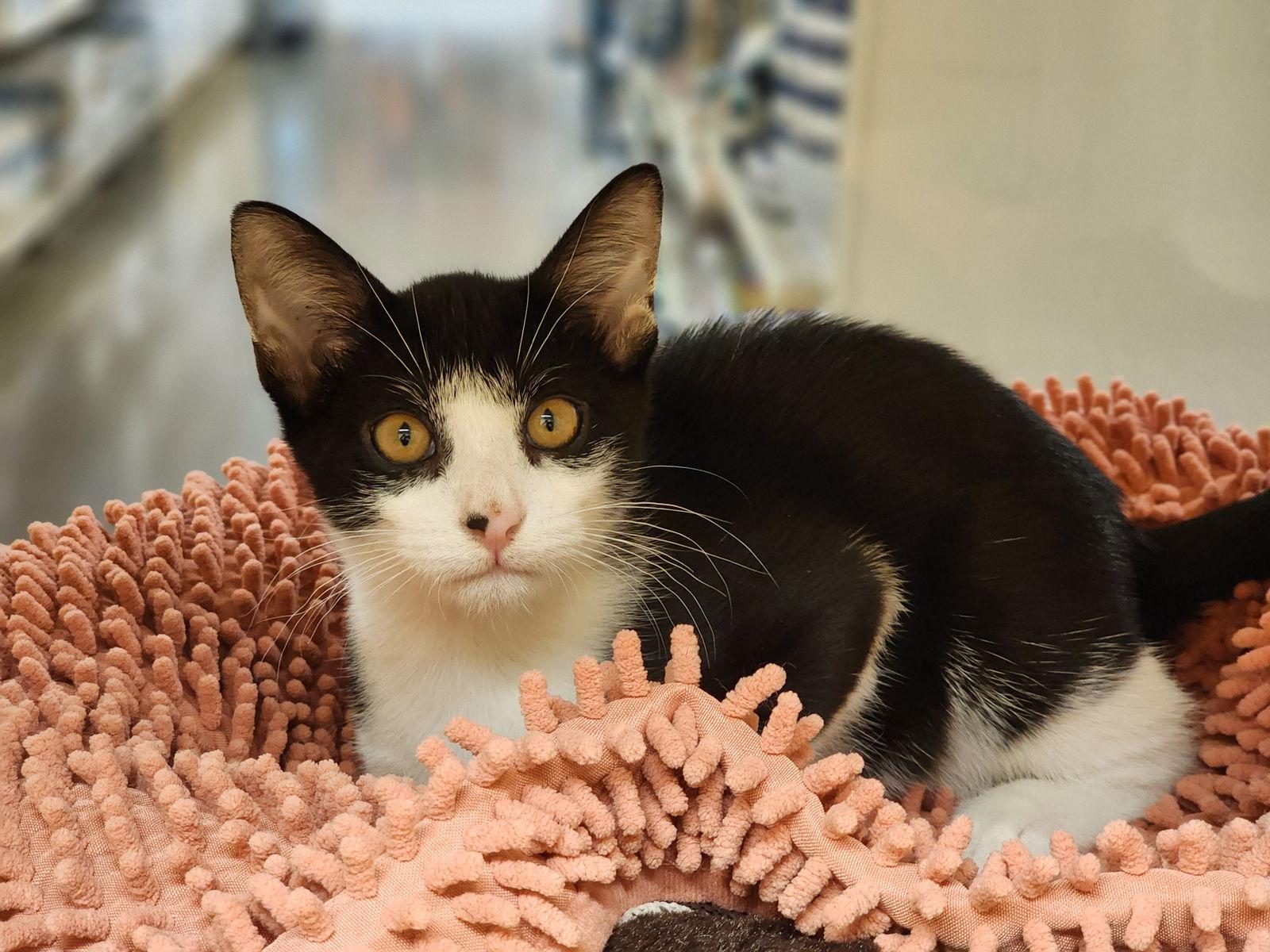 Enlarge Max, a Adoptable mixed breed in Garland, TX image 2/3