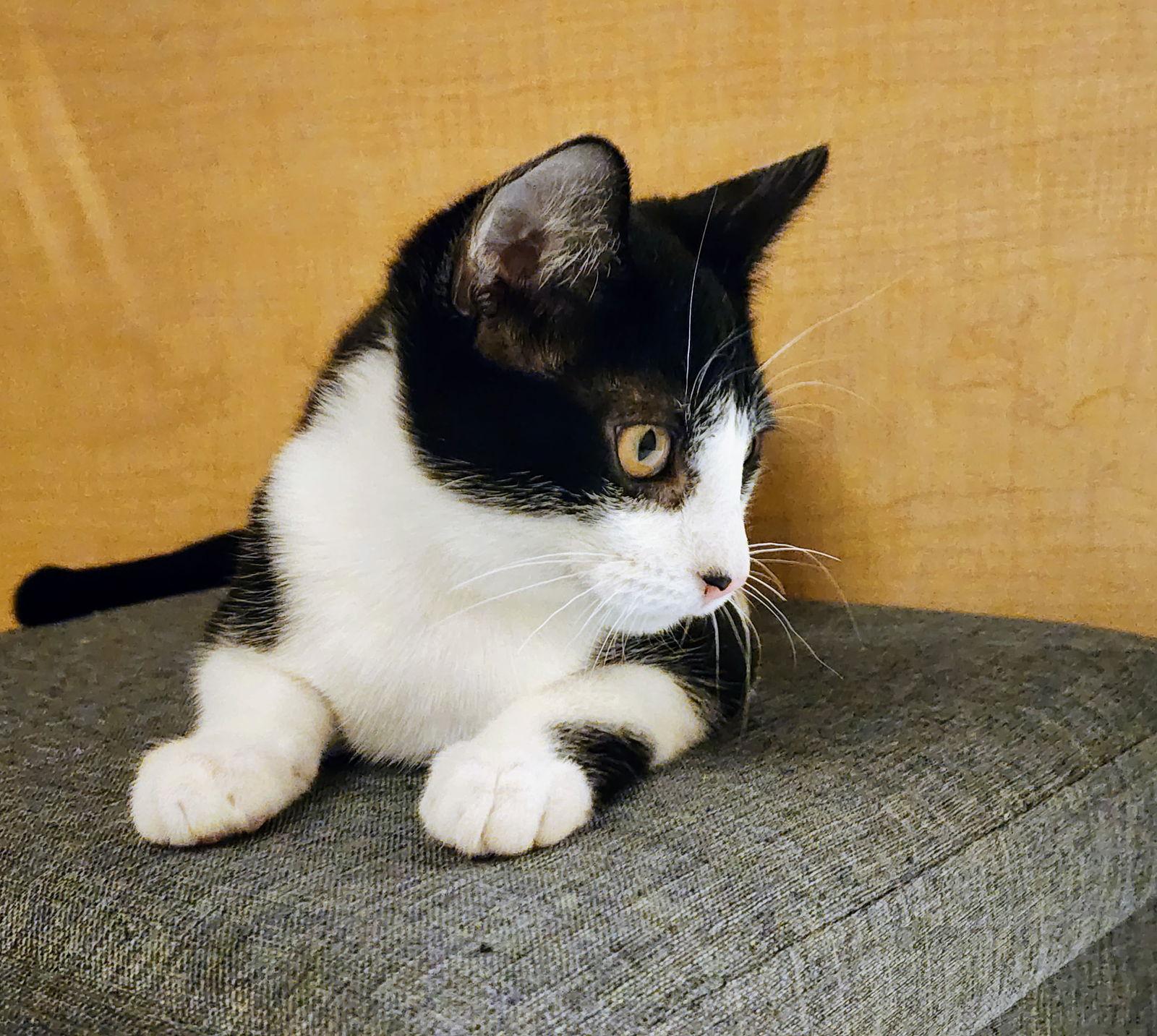 Enlarge Max, a Adoptable mixed breed in Garland, TX image 3/3