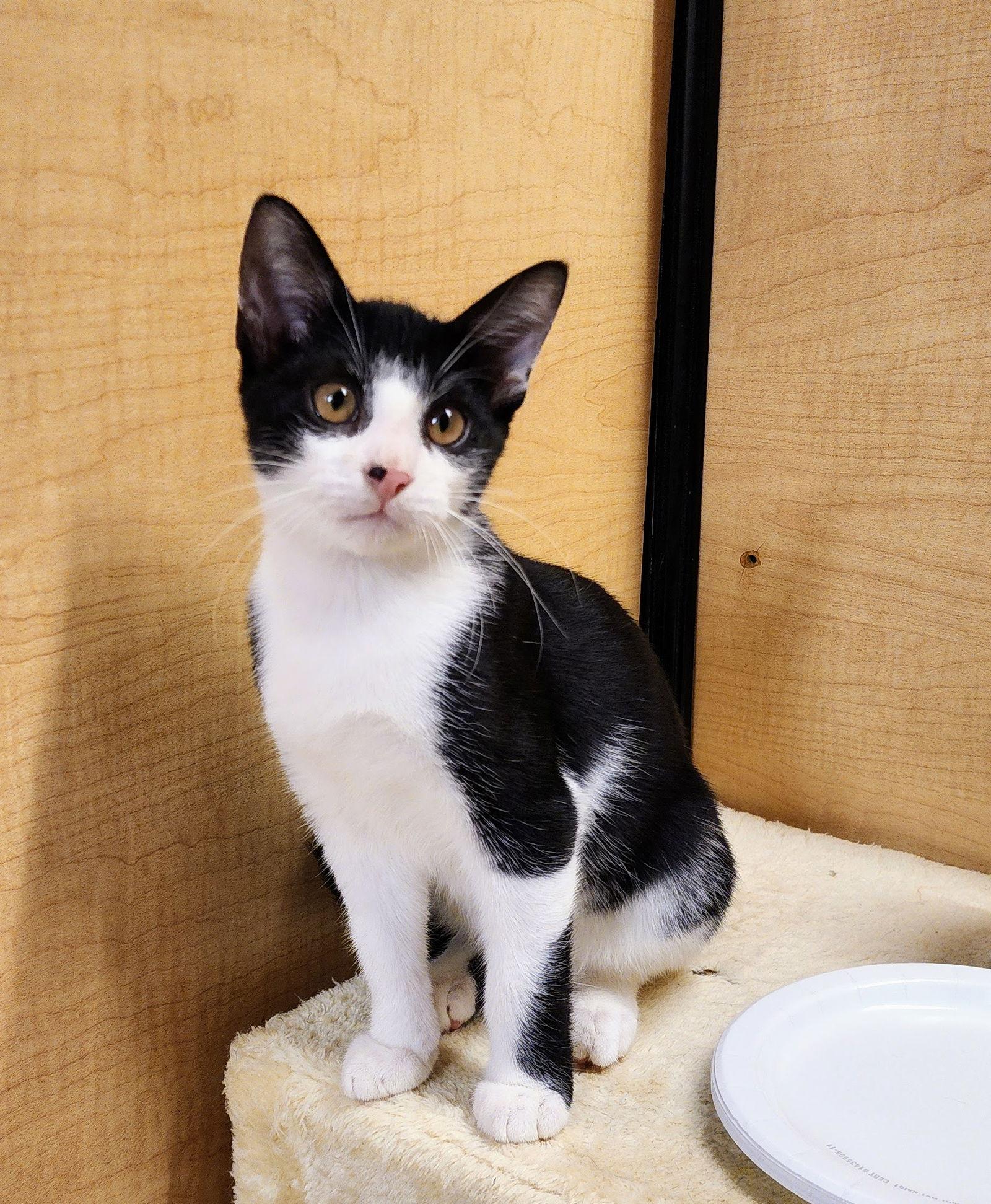 Enlarge Max, a Adoptable mixed breed in Garland, TX image 3/3