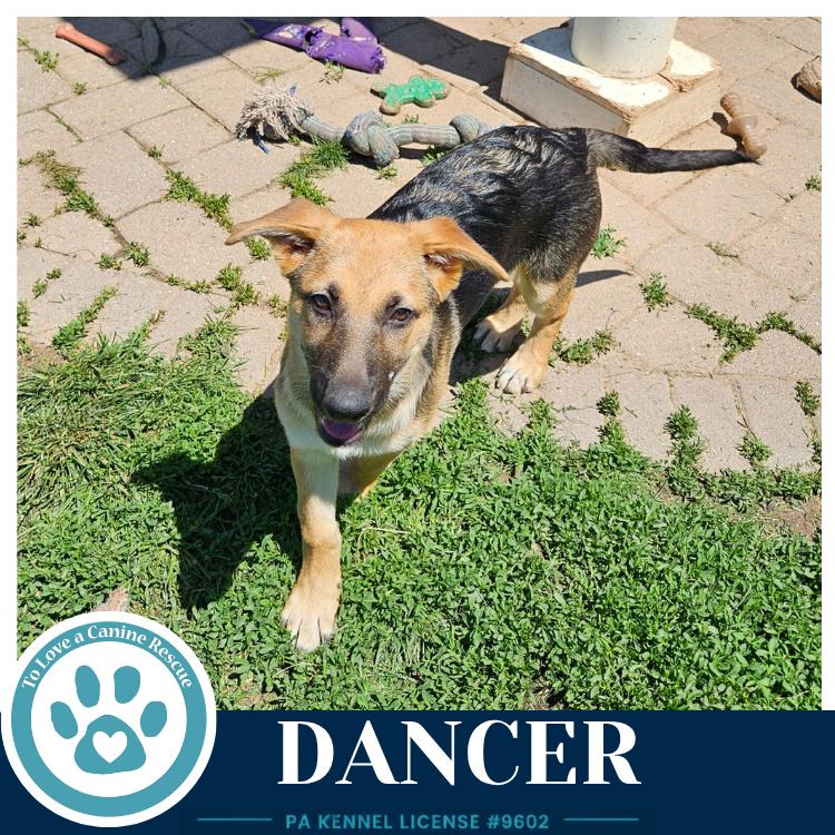 Dancer (The Triple D's) 050926, a Adoptable German Shepherd Dog in Kimberton, PA image 1/6