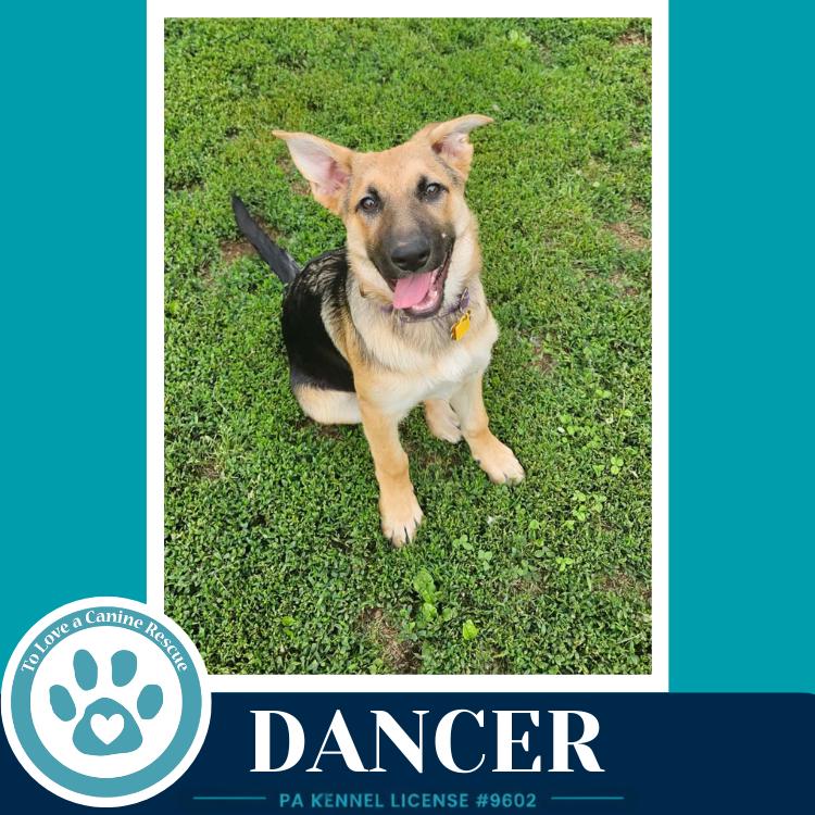 Dancer (The Triple D's) 050926, a Adoptable German Shepherd Dog in Kimberton, PA image 2/6