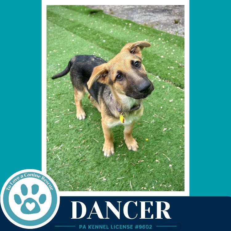 Dancer (The Triple D's) 050926, a Adoptable German Shepherd Dog in Kimberton, PA image 3/6