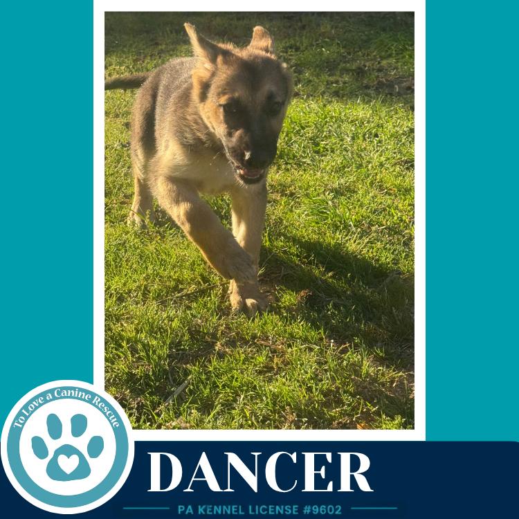 Dancer (The Triple D's) 050926, a Adoptable German Shepherd Dog in Kimberton, PA image 4/6