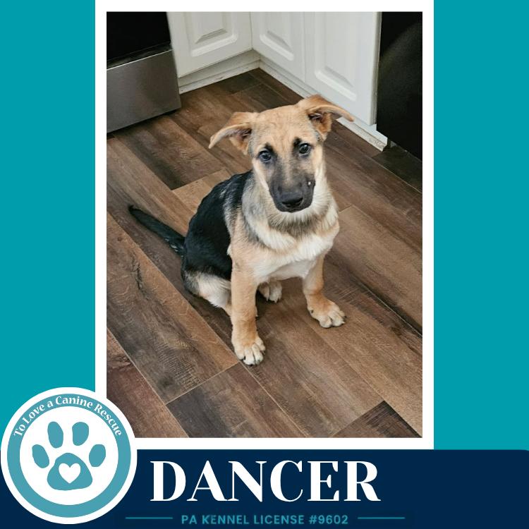 Dancer (The Triple D's) 050926, a Adoptable German Shepherd Dog in Kimberton, PA image 5/6
