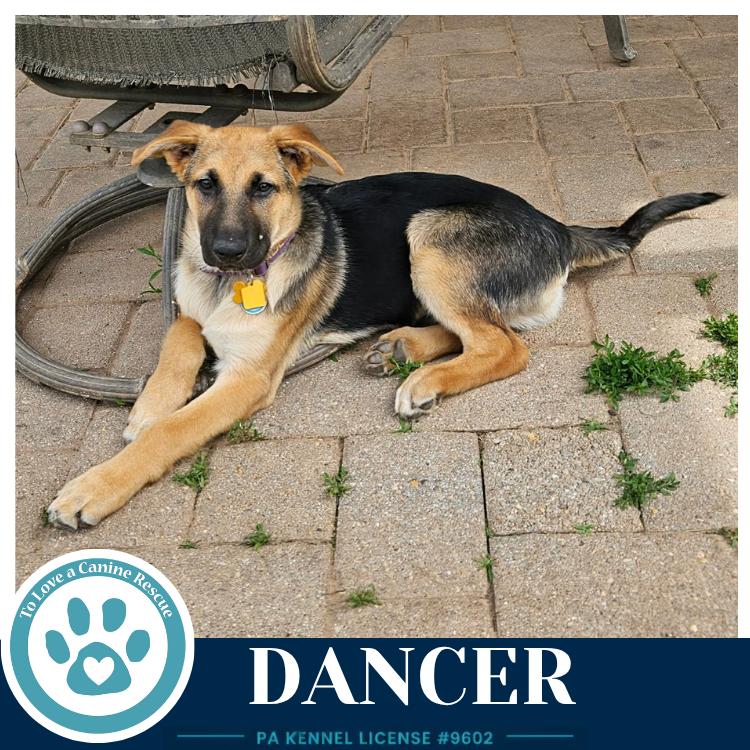 Dancer (The Triple D's) 050926, a Adoptable German Shepherd Dog in Kimberton, PA image 6/6