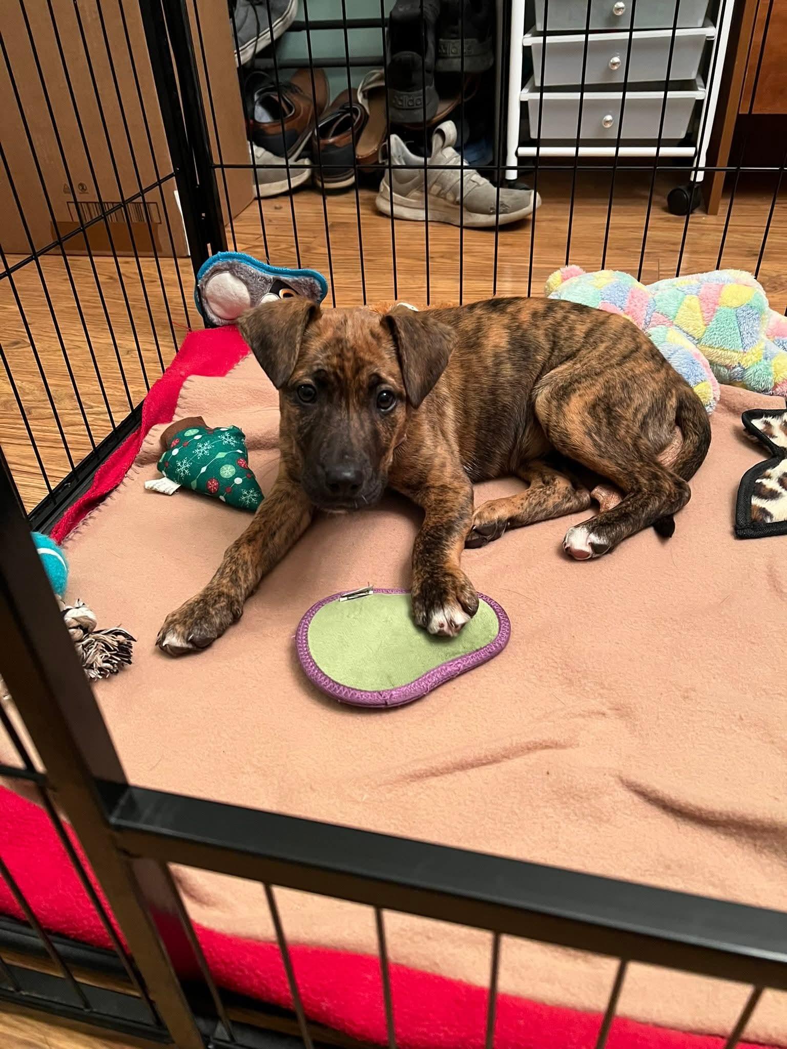 Noel, Adoptable, Puppy Female Mixed Breed.