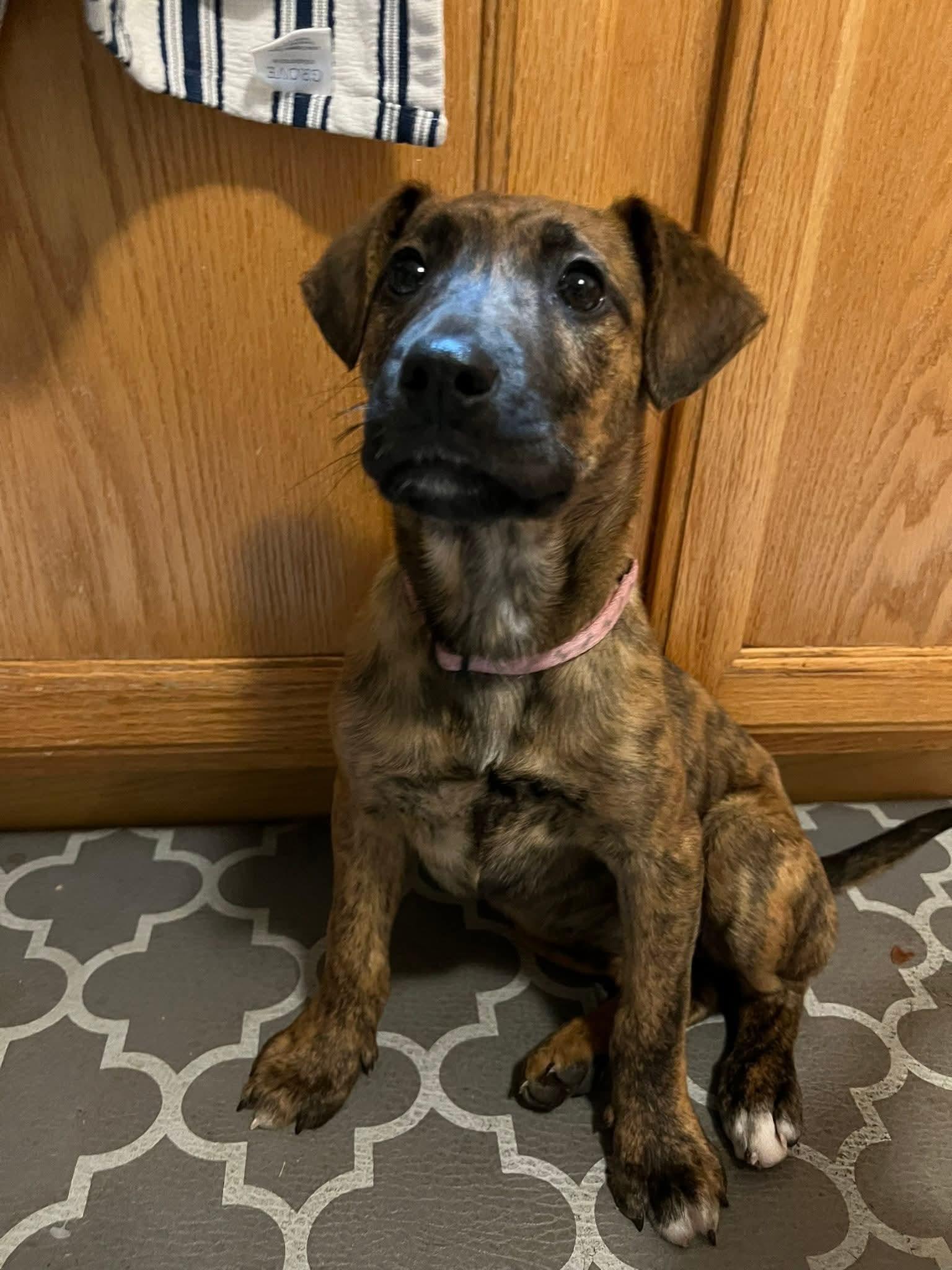 Enlarge Noel, a Adoptable Mixed Breed in Glenmoore, PA image 2/3