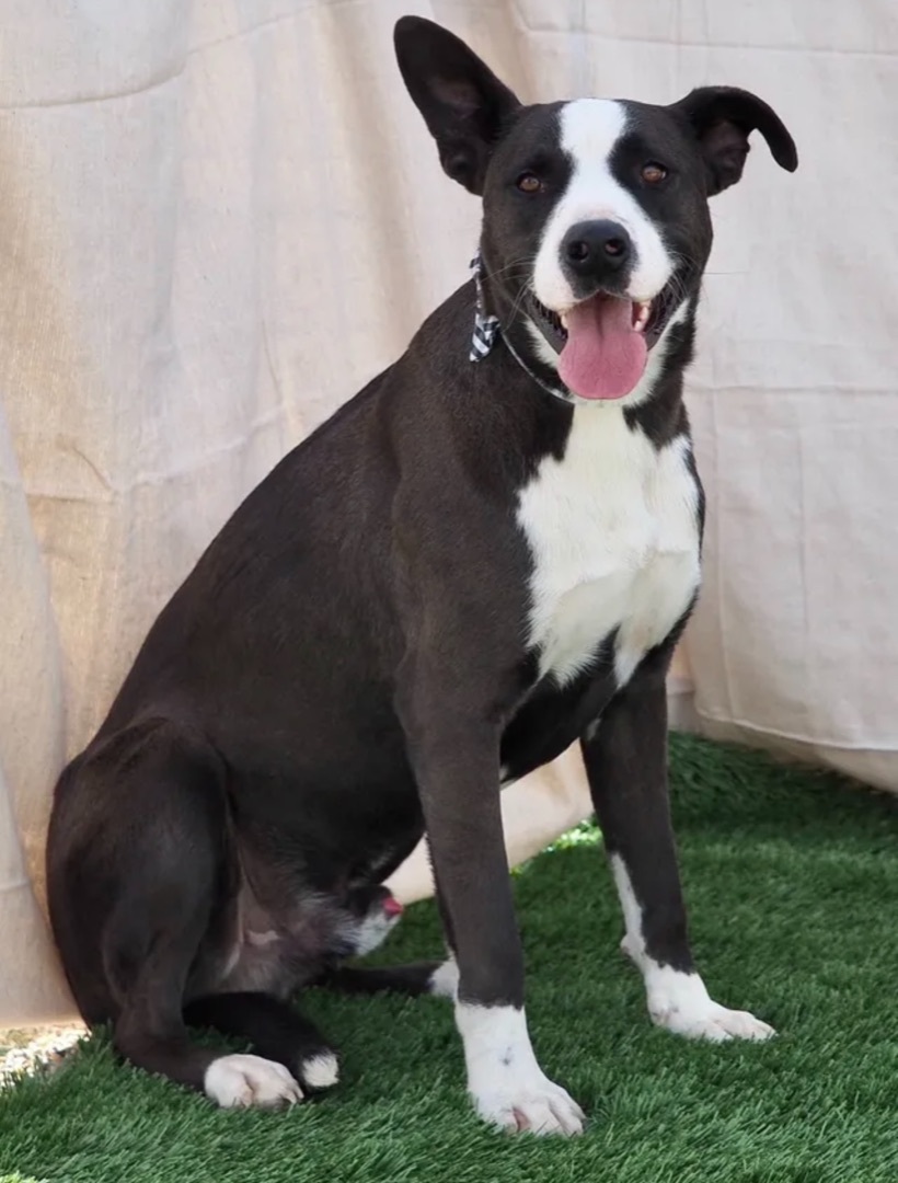 Blackie, an adoptable Border Collie Mix in Canyon, TX_image-1