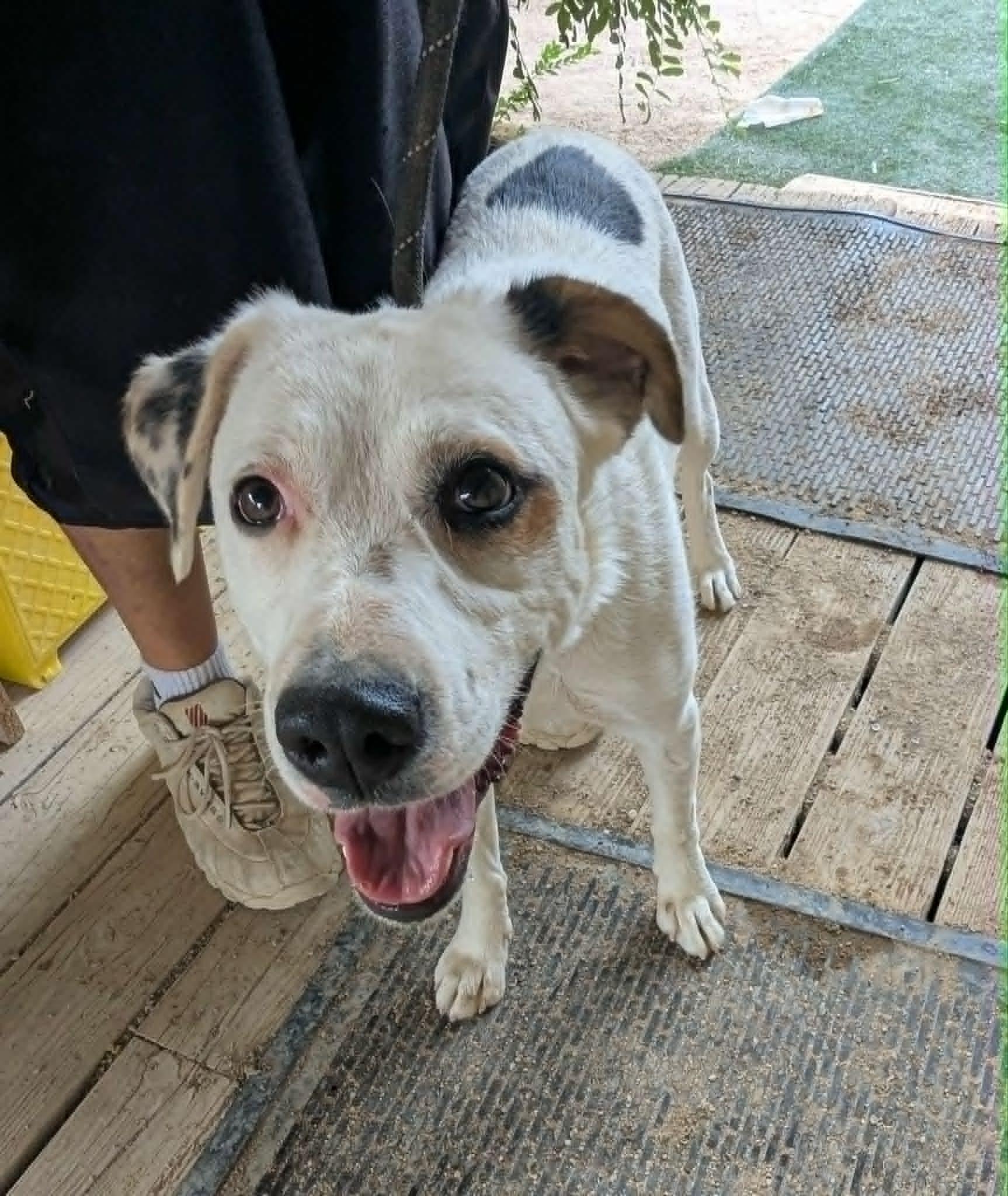 Blossum, adopted, Young Female Border Collie.