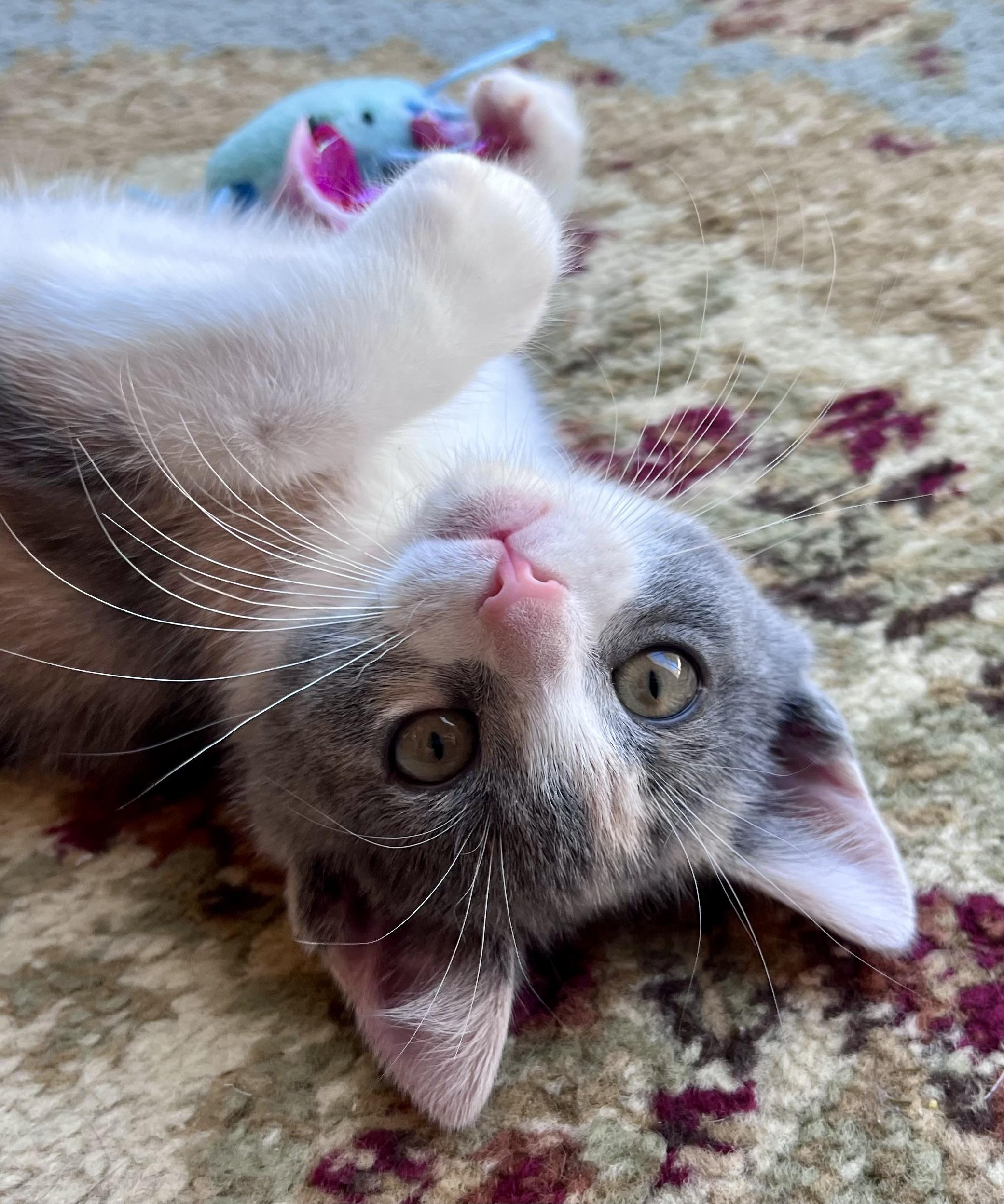 Enlarge Peaches, a ADOPTABLE mixed breed in Rocky Hill, CT image 2/6