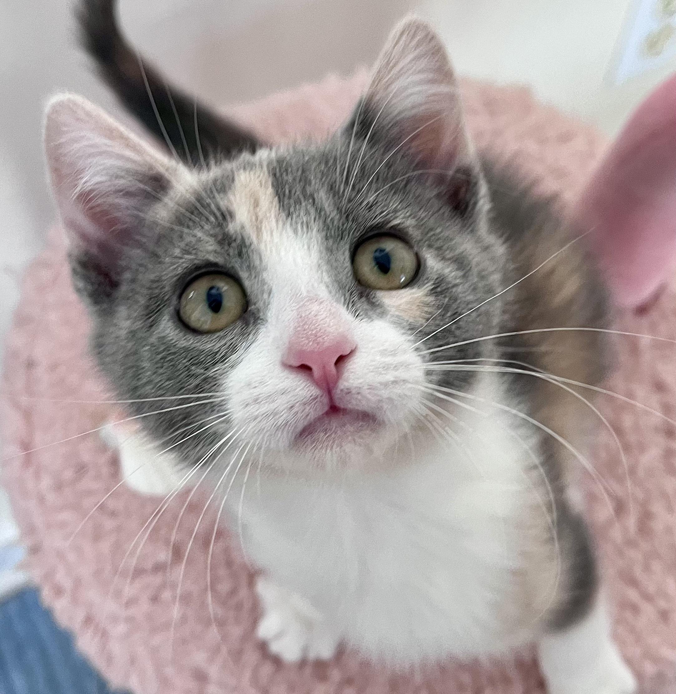 Enlarge Peaches, a ADOPTABLE mixed breed in Rocky Hill, CT image 3/6