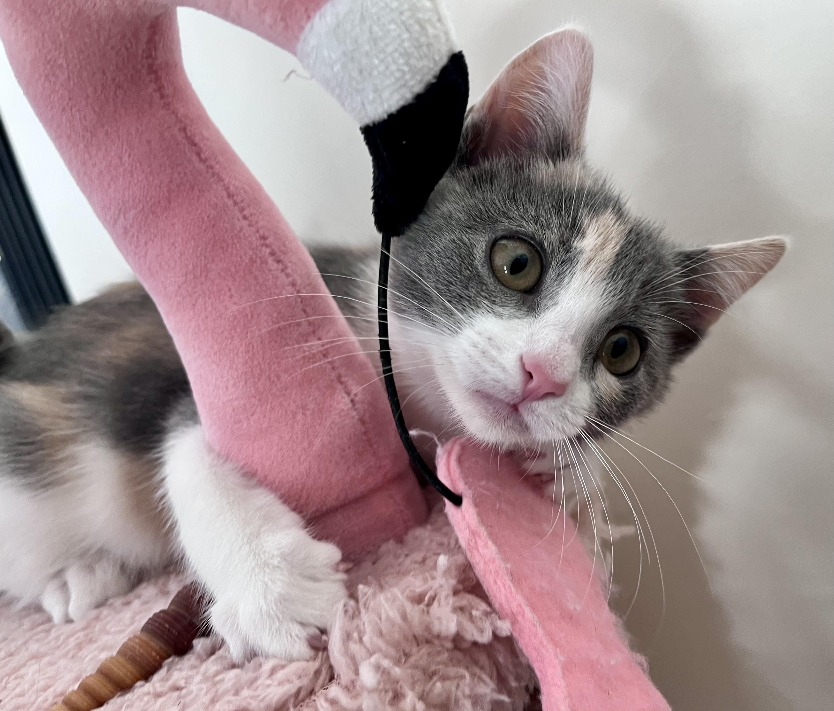 Enlarge Peaches, a ADOPTABLE mixed breed in Rocky Hill, CT image 6/6