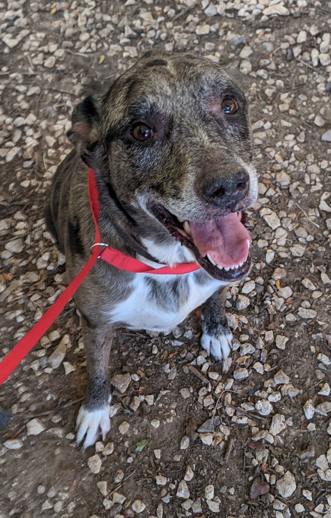 Enlarge Speckles, a Adoptable mixed breed in Amarillo, TX image 1/1