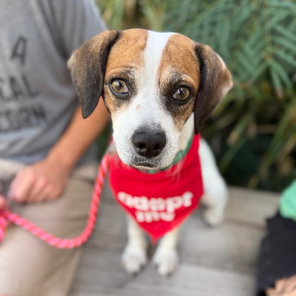 Duncan Hines, Adoptable, Adult Male Beagle.