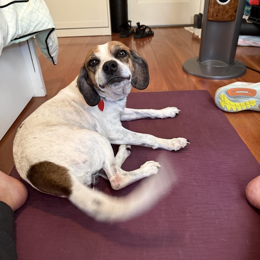 Enlarge Duncan Hines, a Adoptable Beagle in Los Angeles, CA image 2/6
