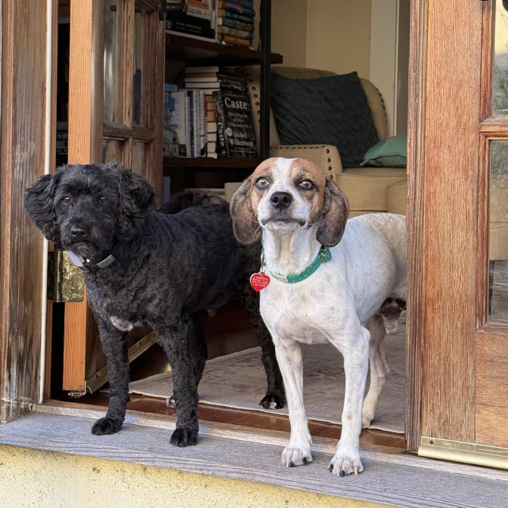 Enlarge Duncan Hines, a Adoptable Beagle in Los Angeles, CA image 3/6