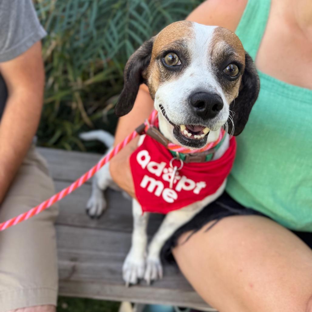 Enlarge Duncan Hines, a Adoptable Beagle in Los Angeles, CA image 4/6