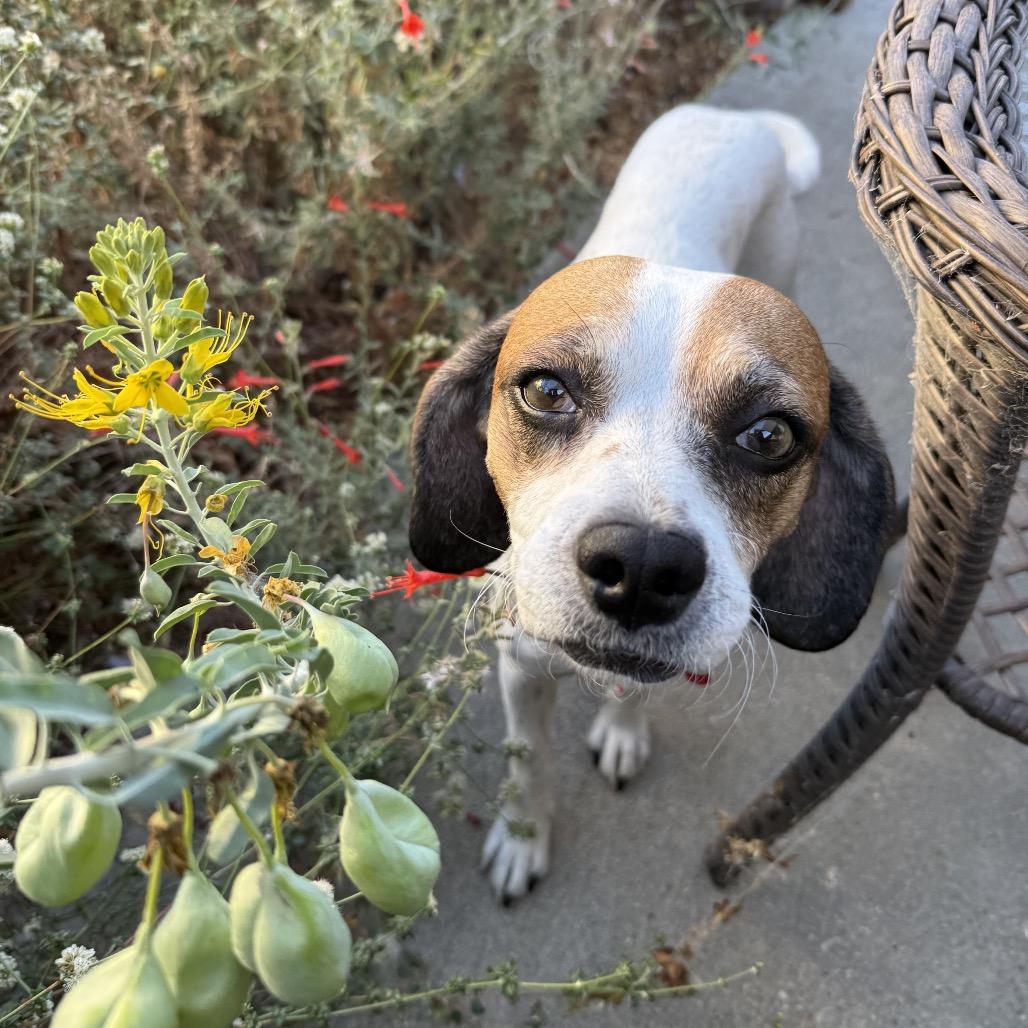 Enlarge Duncan Hines, a Adoptable Beagle in Los Angeles, CA image 5/6