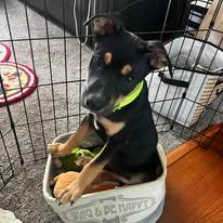 Bud, ADOPTABLE, Puppy Male Pit Bull Terrier.