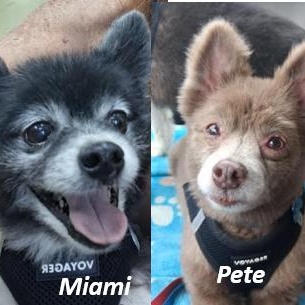 Pete and Miami, a Adoptable Pomeranian in Palm Harbor, FL image 2/6