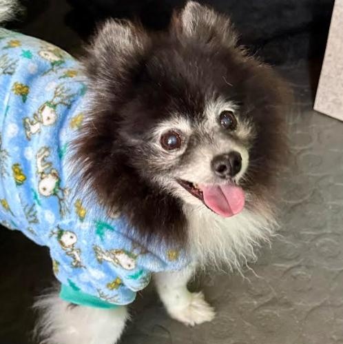 Pete and Miami, a Adoptable Pomeranian in Palm Harbor, FL image 1/6